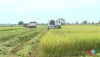 Thanh Liêm thu hoạch được trên 2.400 ha lúa xuân