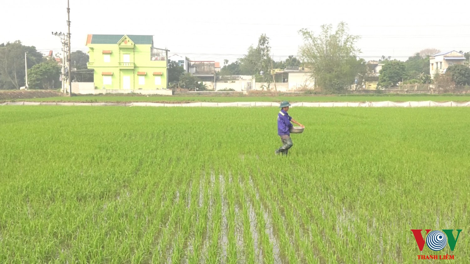 Thanh Liêm tập trung chăm sóc và phòng trừ sâu bệnh cho lúa mùa.