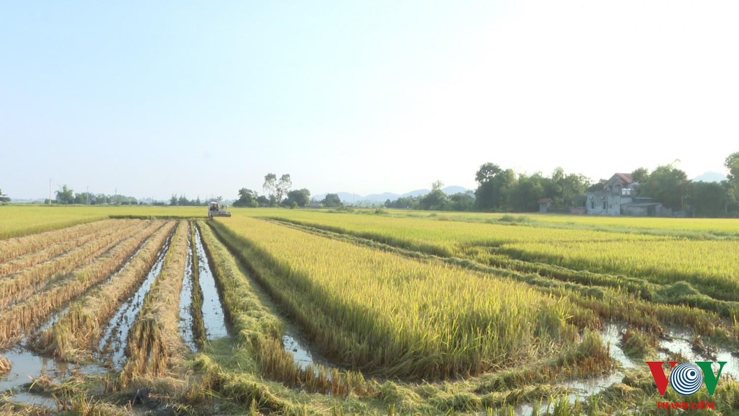 Thanh Liêm cơ bản thu hoạch xong diện tích lúa mùa