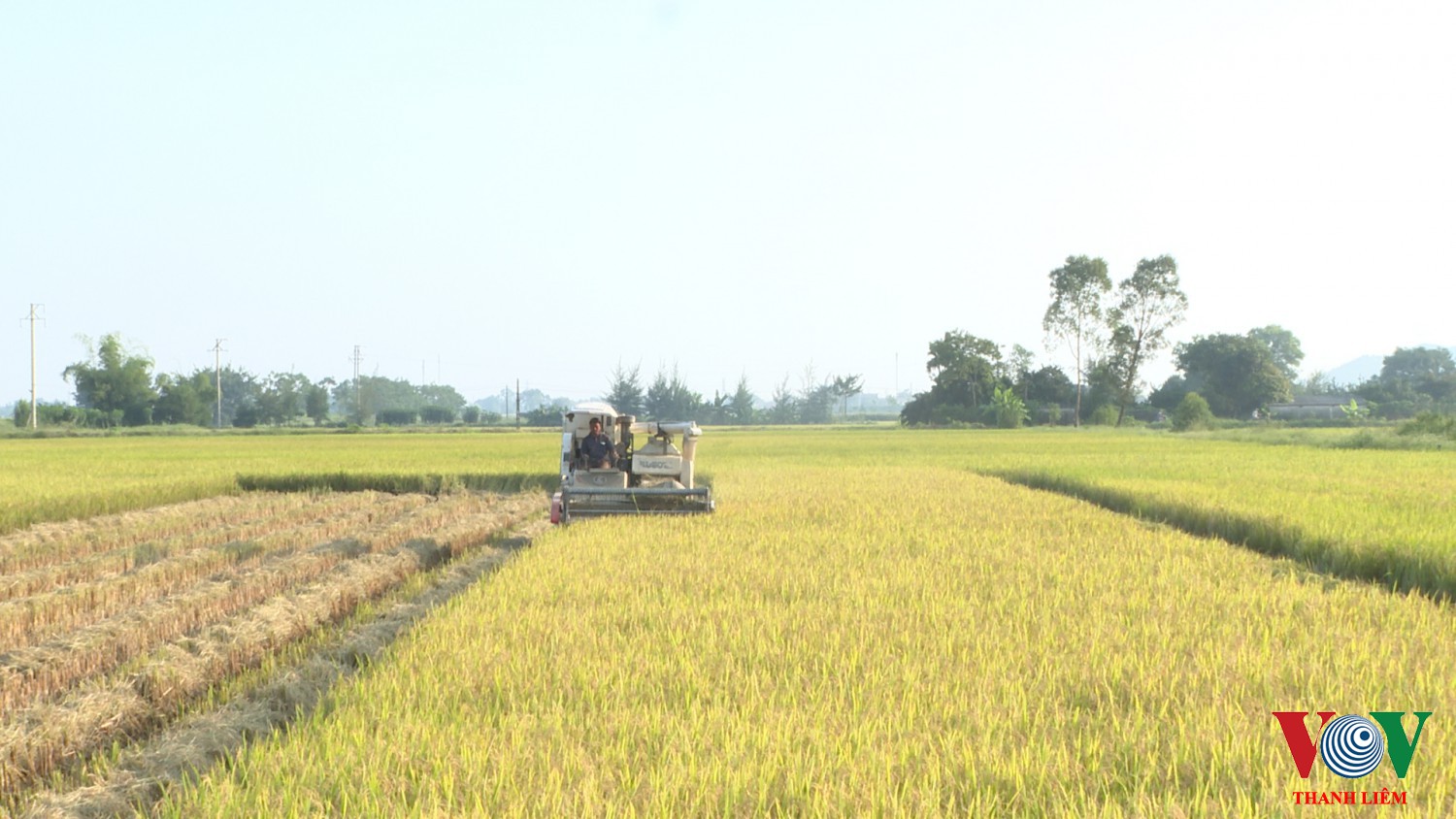 Liêm Thuận thu hoạch được trên 60 % diện tích lúa mùa.