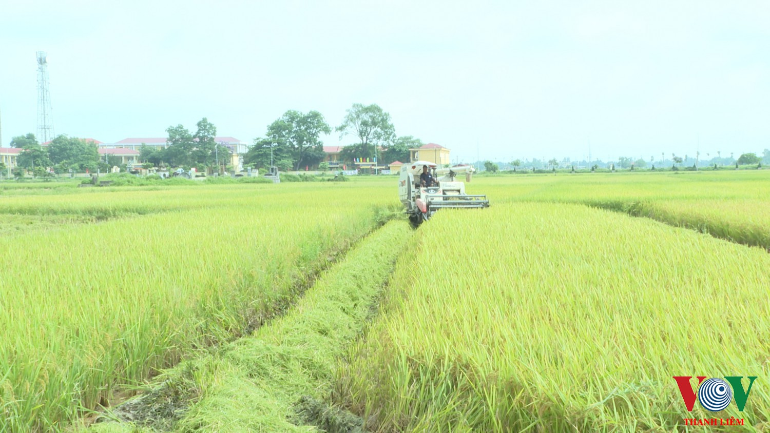 Liêm Thuận đẩy nhanh tiến độ thu hoạch lúa xuân. Ảnh: Kim Dung