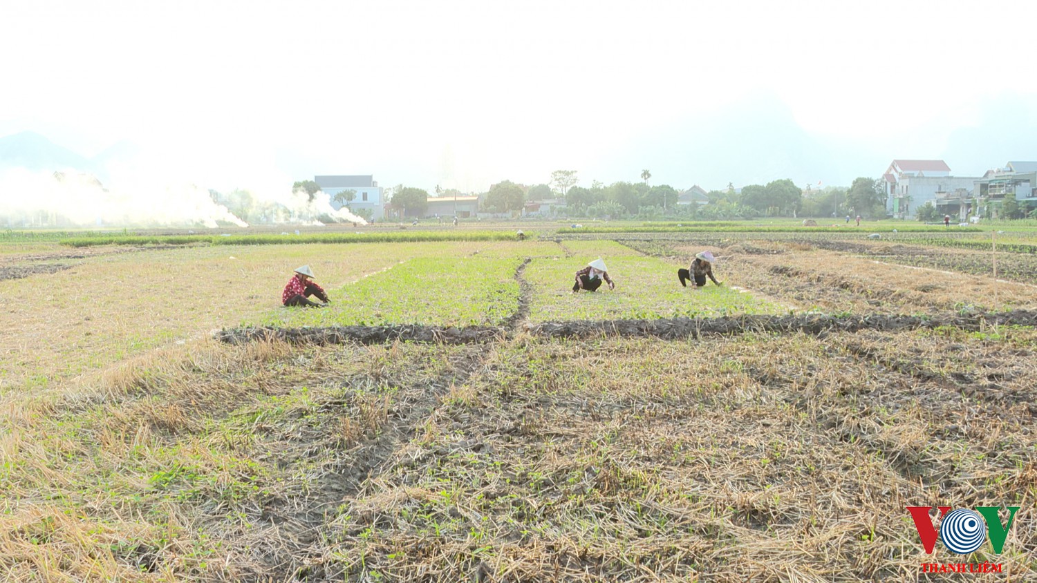 Bà con Thanh Tân tích cực gieo trồng cây màu vụ đông. Ảnh: Kim Dung