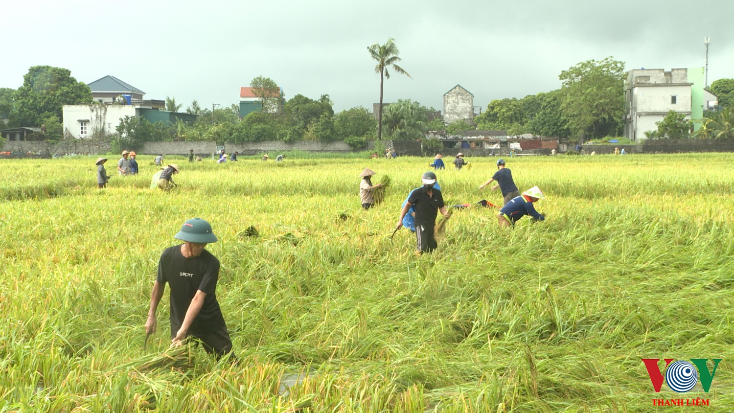 Nhân dân khẩn trương thu hoạch lúa. Ảnh: Kim Dung